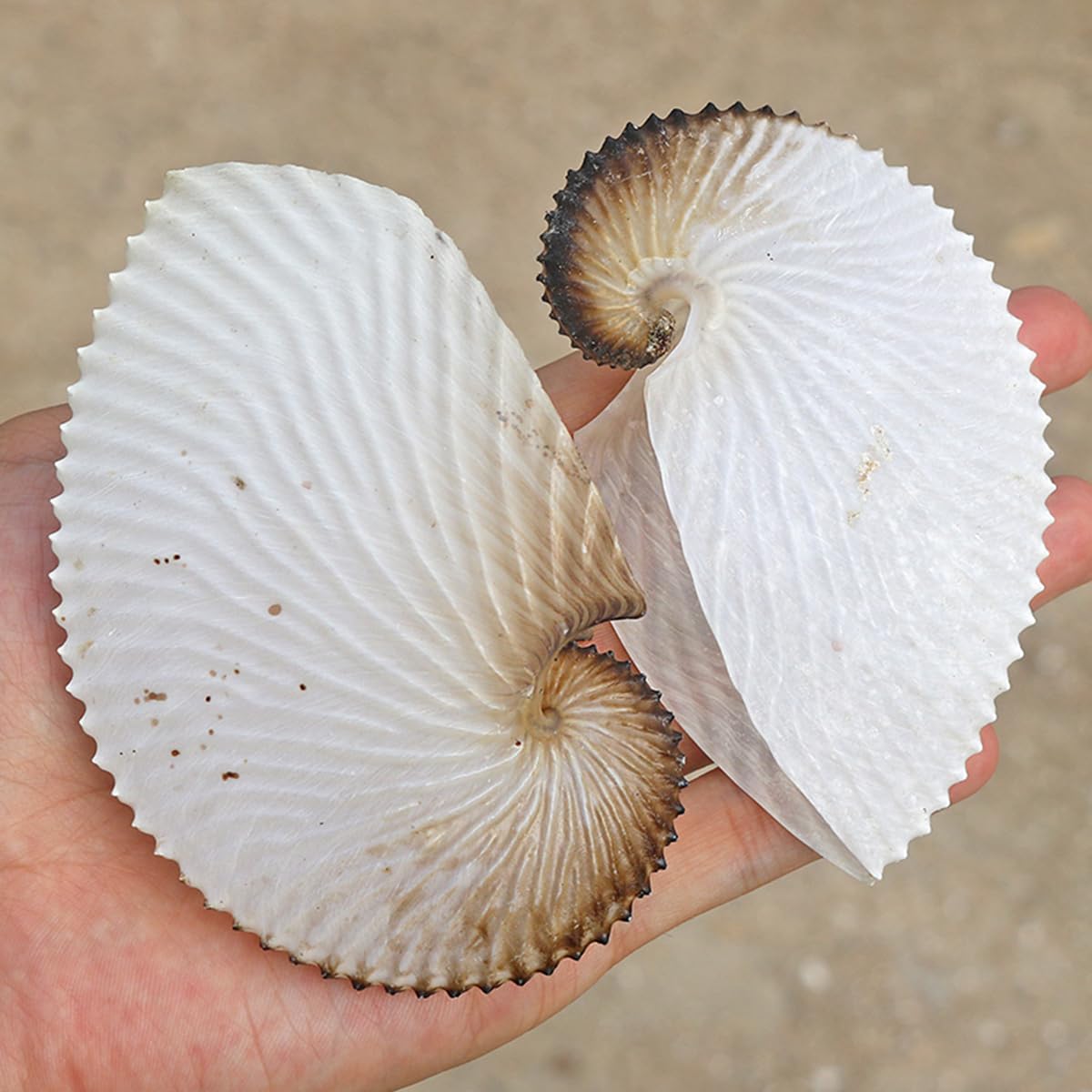Duże muszle naturalne, 9~10 cm Ogromne muszle morskie Duże Dekoracje plażowe na wesele do akwarium