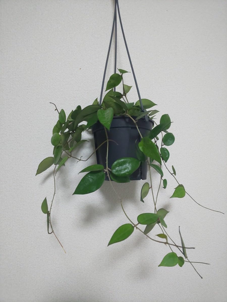 Amazon.co.jp: パラシティカ ブラックエッジ ホヤ Hoya Parasitica