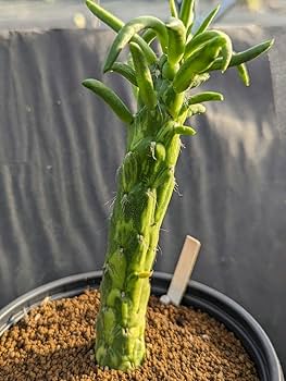 レアサボテンコレクション・シリンドロオプンチア属・将軍綴化in