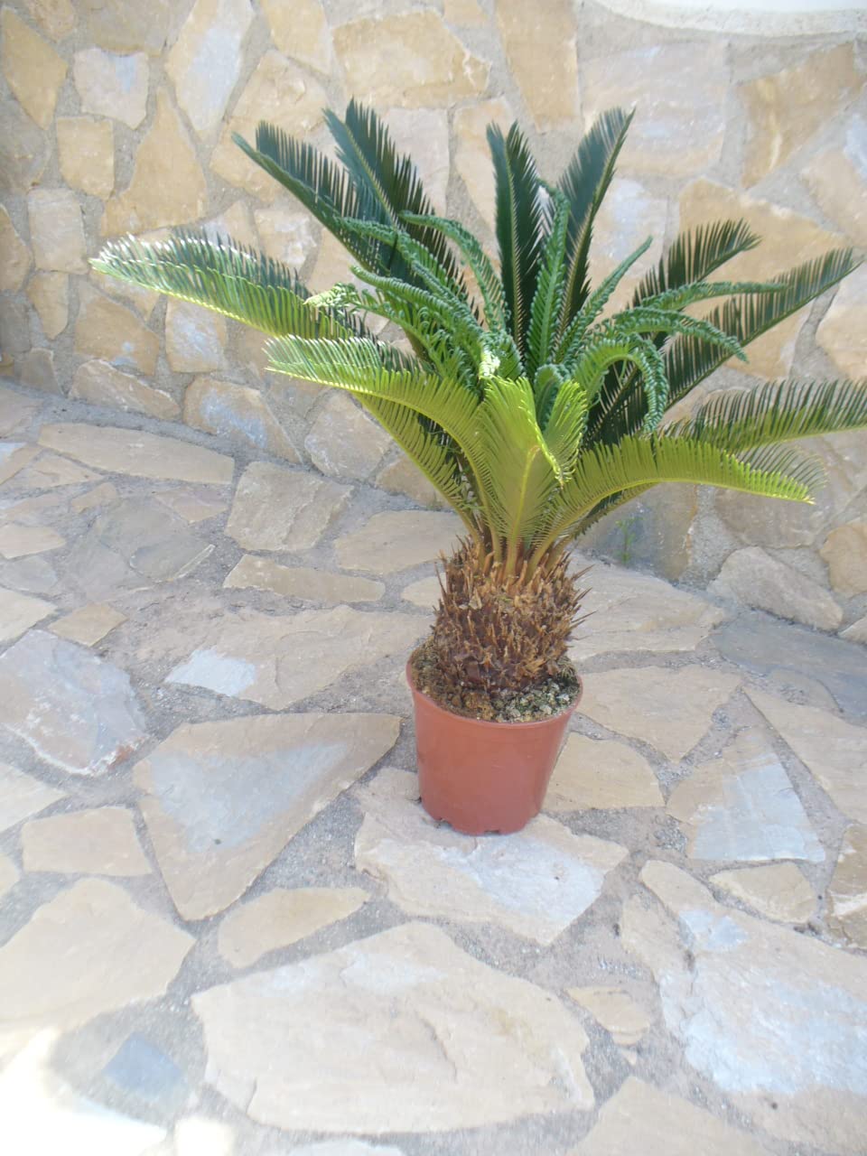 Cyca revoluta, planta grande, aprox. 75 – 85 cm (total) de alto y ancho, corona llamativa