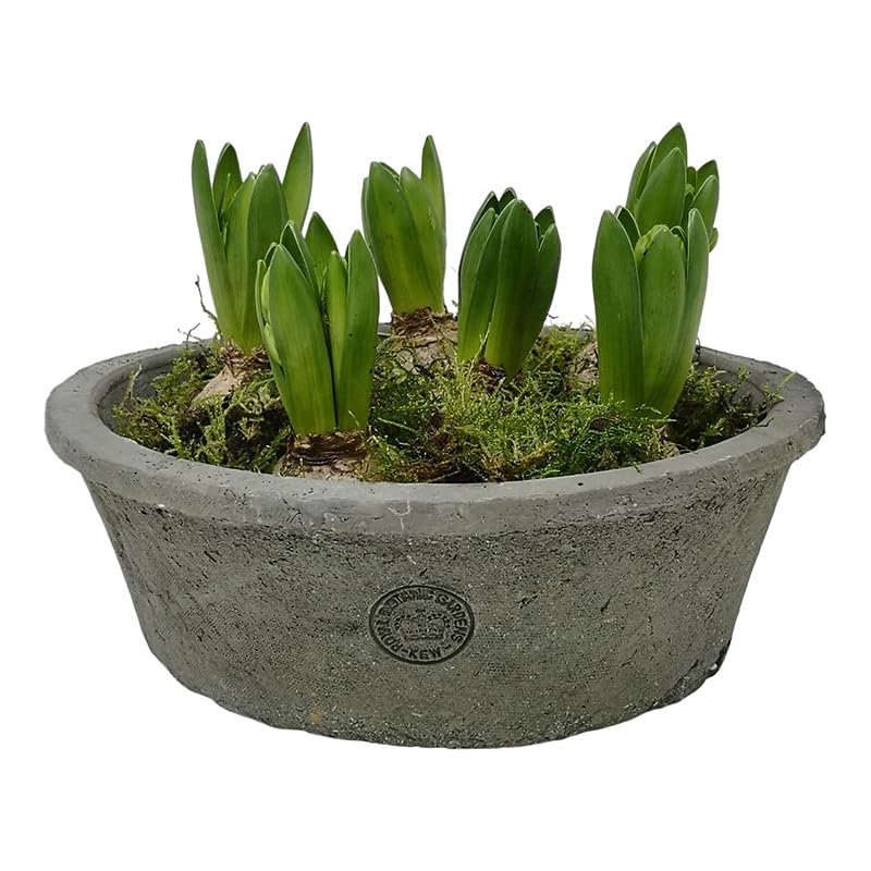 Grey Bulb Bowl, Round Terracotta Dish Planter, Shallow Succulent Plant Pot, Redstone Weathered Terracotta Plant Pot, Aged Stone Rustic Pot, Weathered Seeds Bulb Crocus Pot Planter