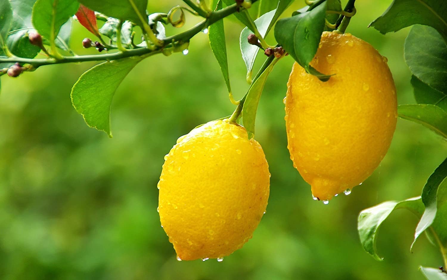 GreenCaart Gandharaj kaffir lime makrut or Mauritius papeda lemon Original Healthy Grafted Variant Live Plant Pack of 1 (B0BFNV7LQN) Amazon Price History, Amazon Price Tracker