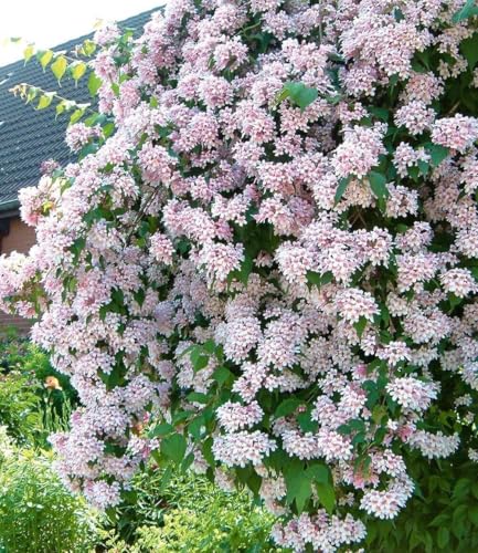 BALDUR Garten 1x Rosa Perlmuttstrauch, Pflanze im 9x9 cm-Topf, bienenfreundlich, winterhart...