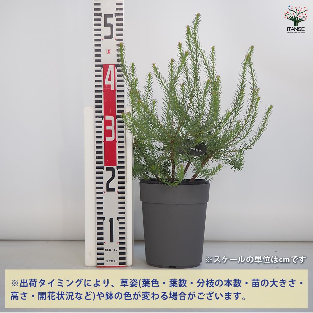 Amazon.co.jp: ITANSE リューカデンドロン ゴールデンファイヤー