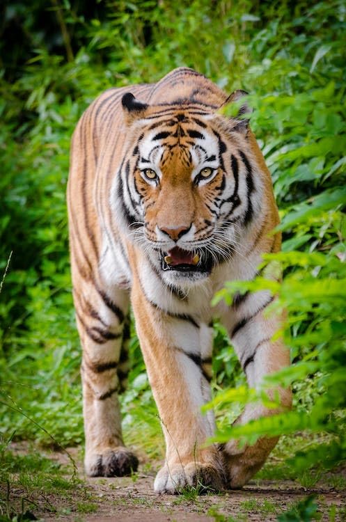 Tigre detrás de las hojas - Rompecabezas de madera de 2000 piezas - Rompecabezas de juego familiar de regalo para adultos