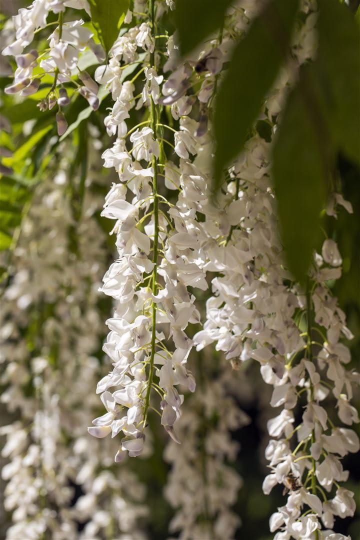 Weißer Chinesicher Blauregen - Wisteria sinensis 'Alba' Kletterpflanze mit großen weißen Blütentrauben - Topf gewachsen (60-100cm)