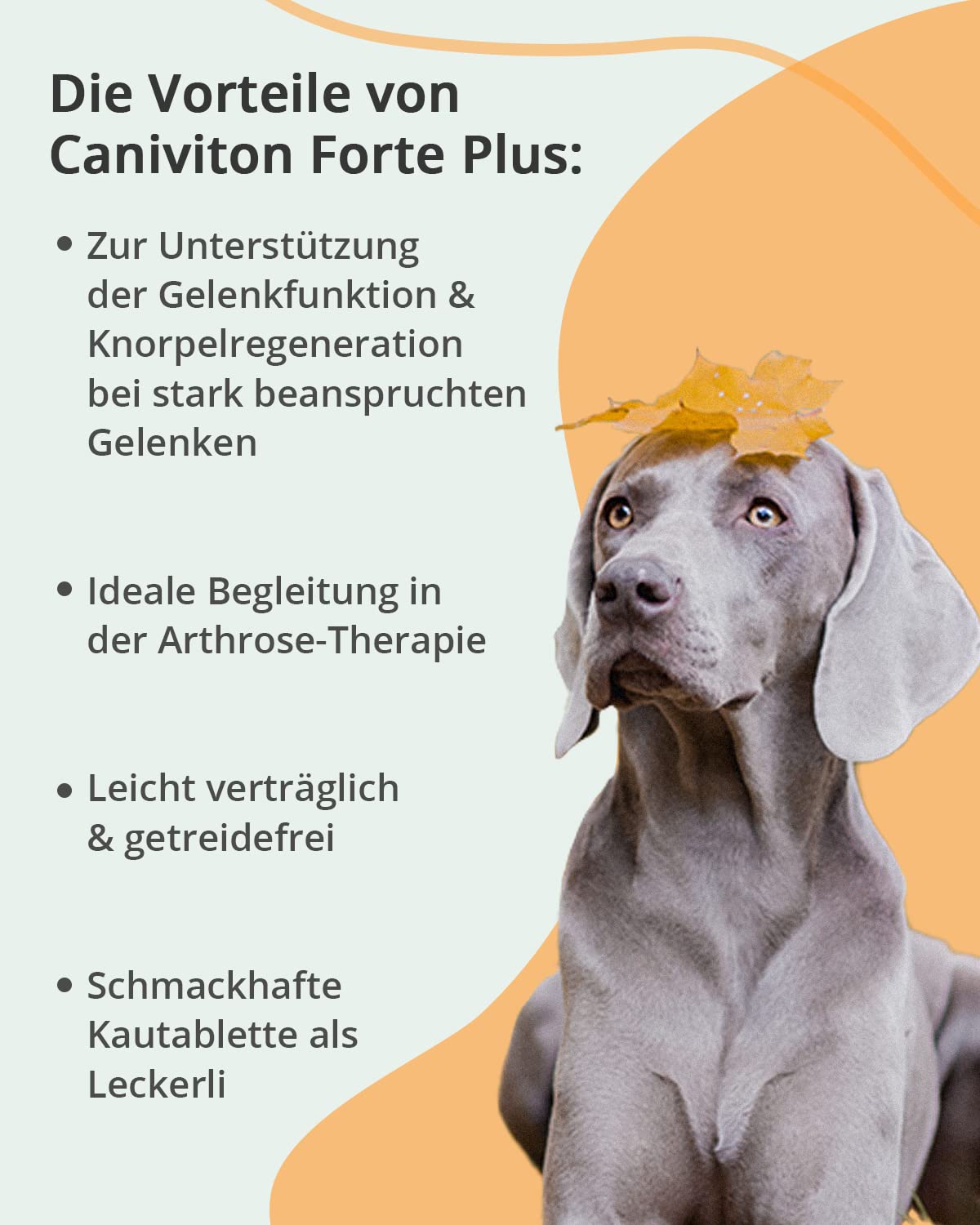 Vetoquinol - Caniviton Forte Plus Ergänzungsfuttermittel für Hunde und Katzen 90 Tabletten, 1er Pack (1 x 0.24 kilograms)