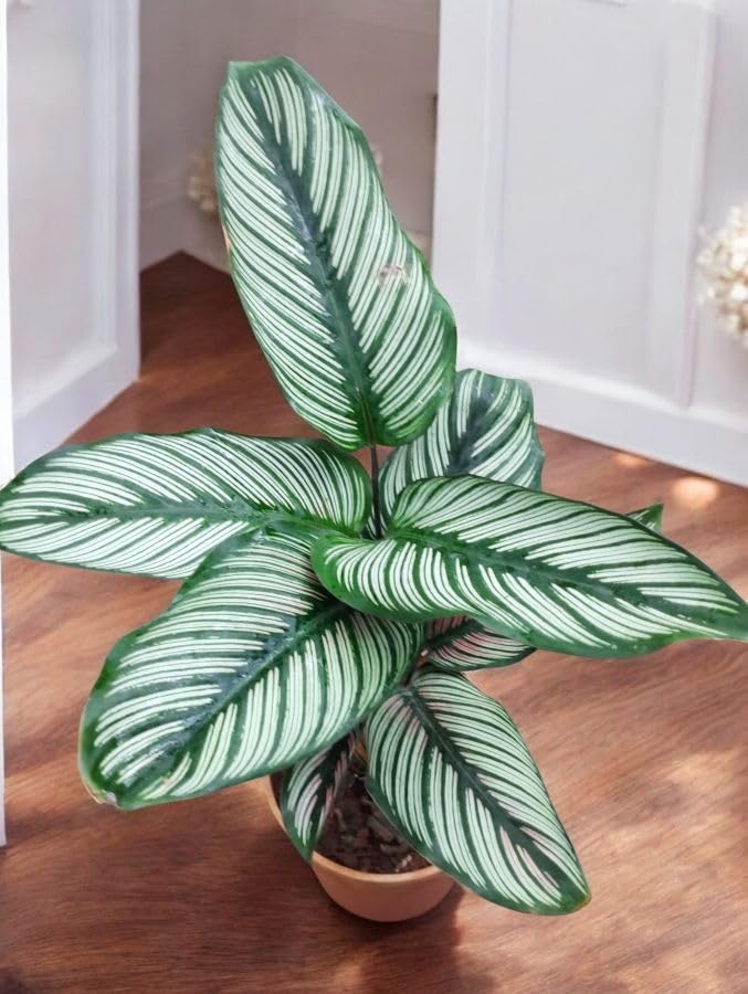 Calathea Majestica White Star, Live Indoor Plant, Decorative Striped Foliage-image-25