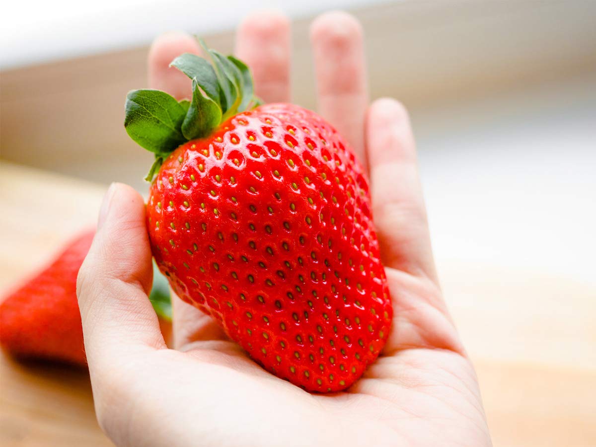20 Maxim Erdbeerpflanzen (XXL Riesenerdbeeren) - Frigo Pflanzen - Pflanzzeit: März/April - Ernte: Juni - Erdbeersetzlinge/Erdbeerstecklinge - Erdbeerprofi.de