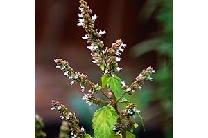 3 Live Patchouli Plants: Scent Your Home with Nature's Perfume