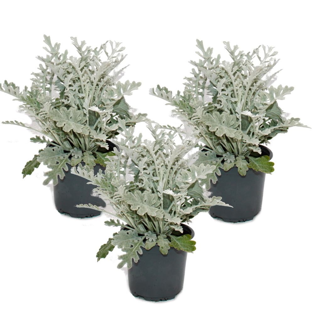 ficus shivereana variegata Ficus Elastica Shivereana Variegata 'Variegated Rubber Plant' – Plant  Studio LLC