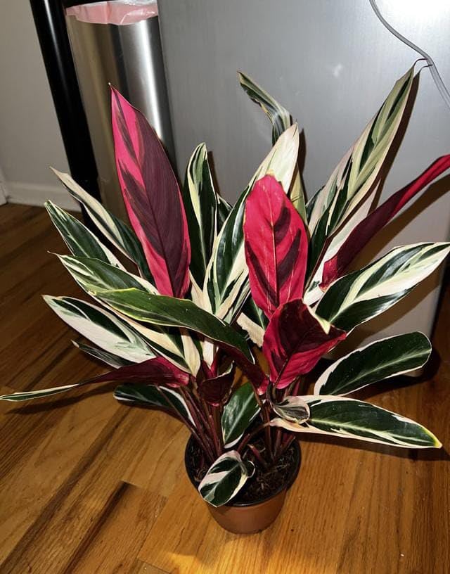 Air Purifier Plant Stromanthe, 10 Cm Pot Indoor Plants For Home According To Vastu (Balcony Healthy Live Plant) F3-image-31