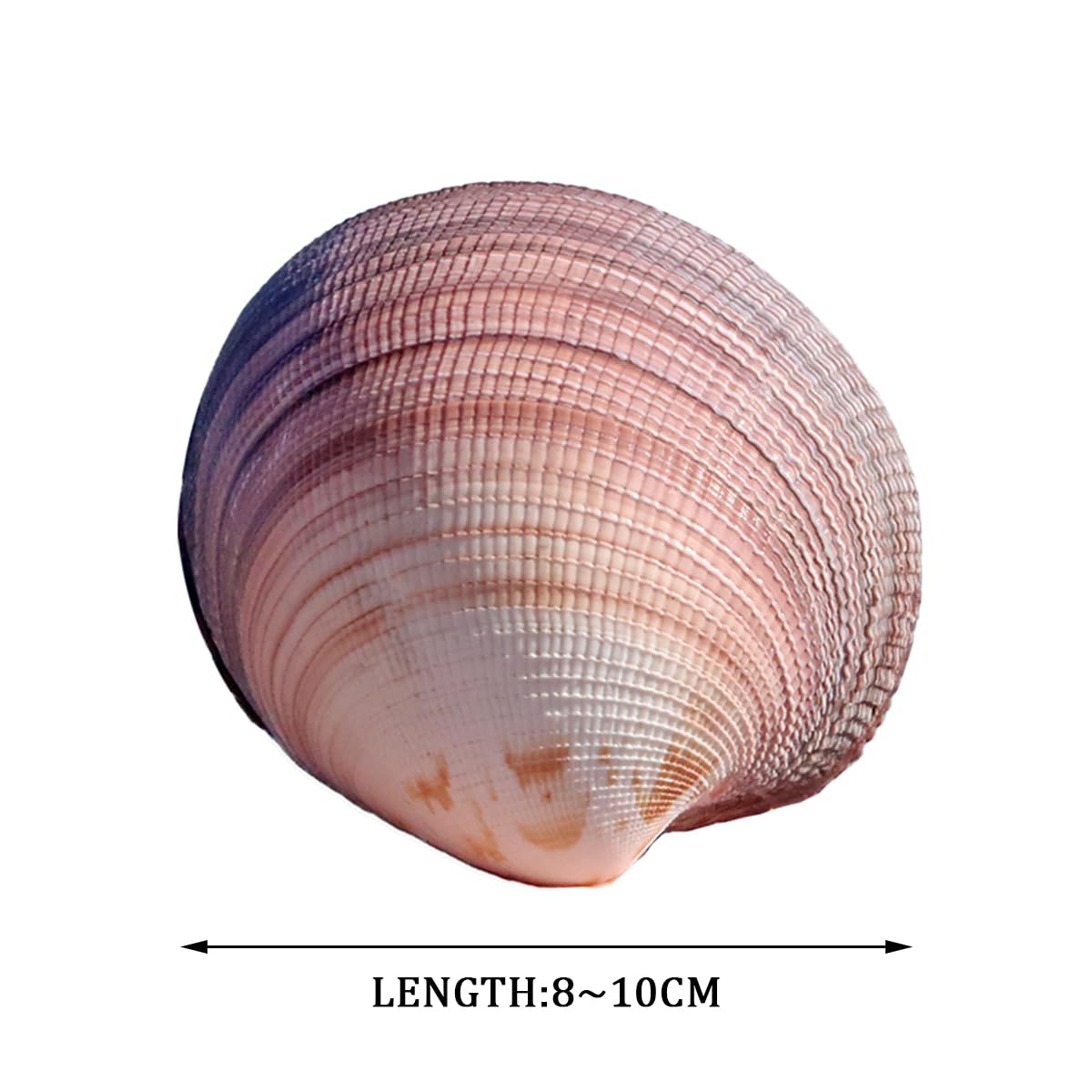 Grandi Conchiglie for Decorazione, Marine Naturali Rare da 8 a 10 cm for Decorazioni Nuziali, Feste a Tema Spiaggia, Acquario -Conchiglie Naturali