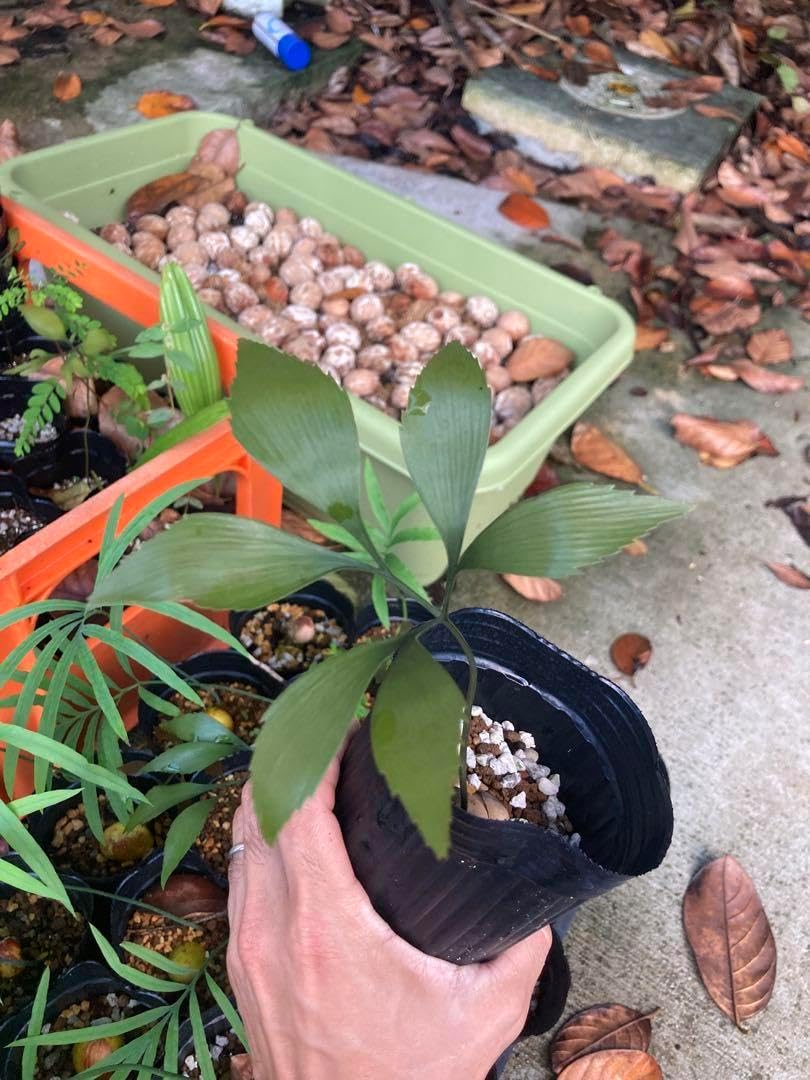 レア苗　ボウェニアsp ティナルー　Bowenia サイカス　珍しいソテツ レア苗 ボウェニアsp ティナルー Bowenia サイカス 珍しいソテツ レア