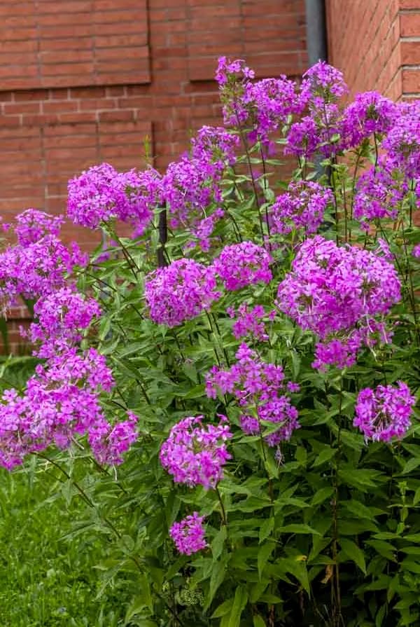 Tall Phlox - Perennial Bare Root Live Garden Plant