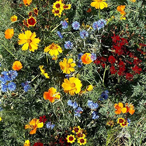 Outsidepride Low Growing Wildflower Seeds - 1/4 lb Dwarf, & Short, Diverse Perennial & Annual Wild Flower Seed Mix with Long Bloom Season for Colorful Display that Thrives on All States