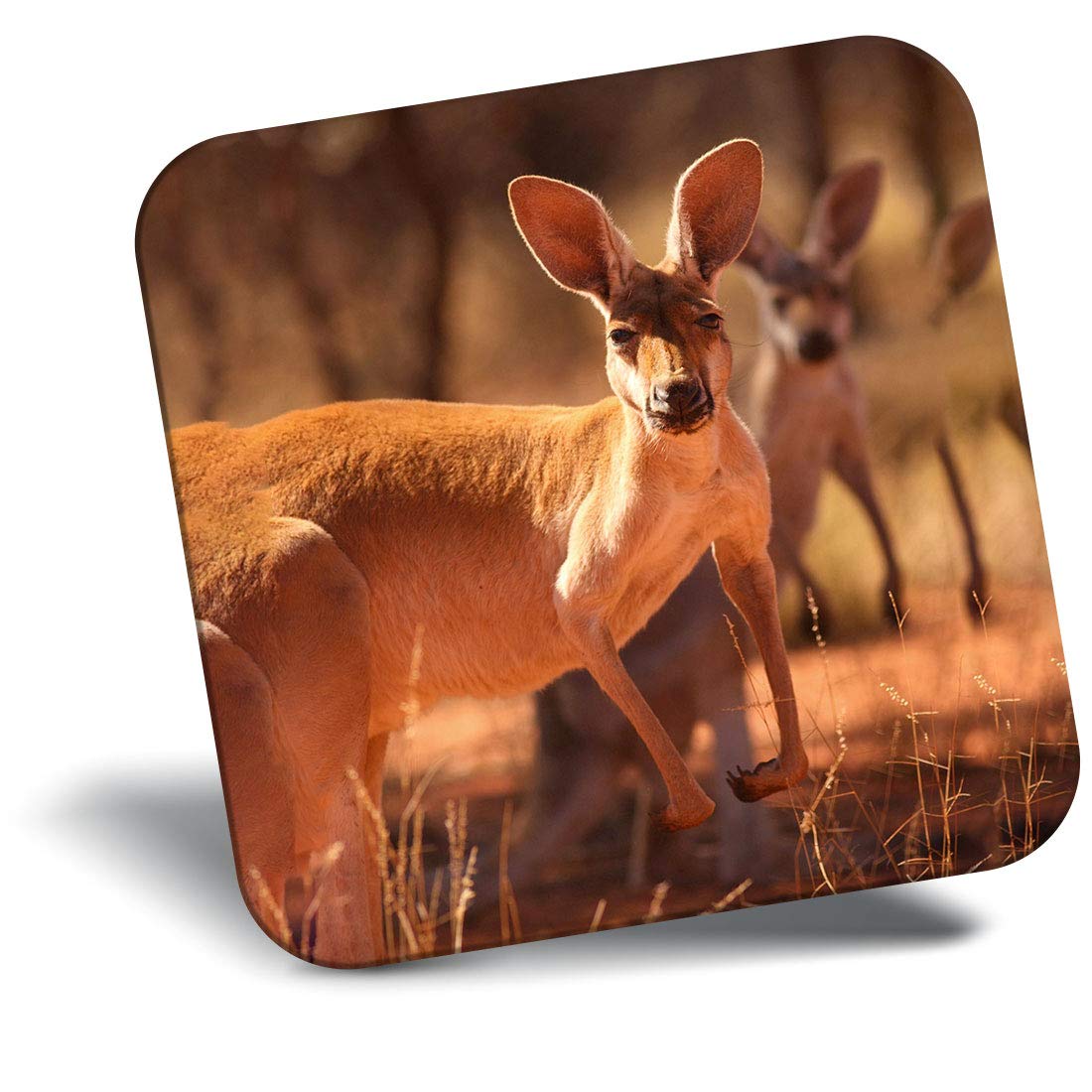 Destination Vinyl Ltd Multicolor Fridge Magnet - Kangaroo Australia Wild Animal Cute 8528