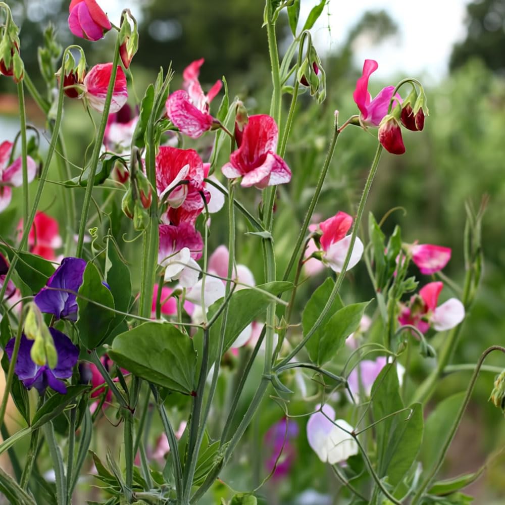 Sweet Pea Big Top Seeds β Climber, with an Amazing Colour Range β Hardy Annual β for Your Beautiful Garden