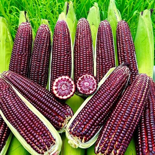 semillas de maíz rojo - resistentes invierno para balcones aire libre 100pcs