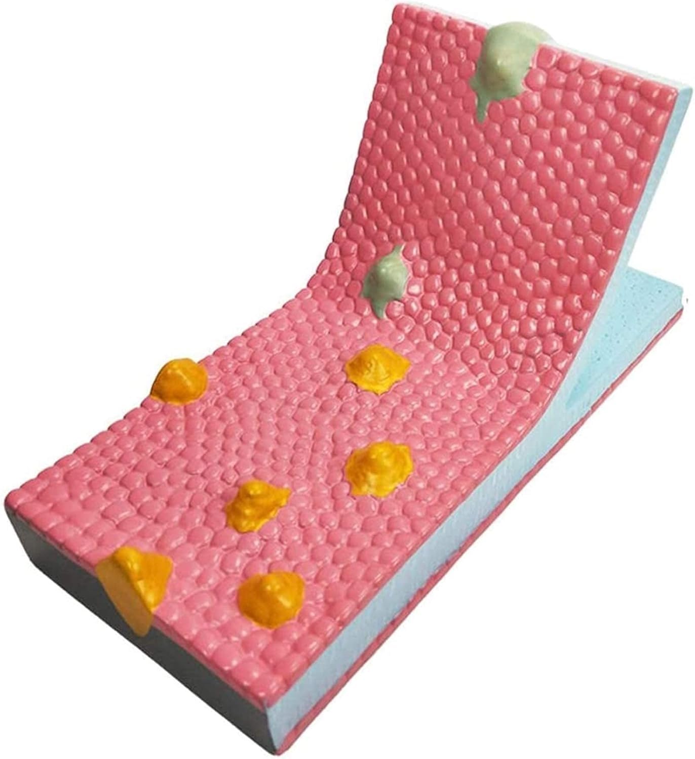 Modello a mosaico di flusso a membrana cellulare, anatomia della struttura liquida fosfolipidica per dimostrazione di insegnamento biologico, strumento educativo per studi di biologia cellulare