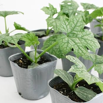 Amazon | ヘチマ 沖縄短形ヘチマ ナーベラー 野菜苗 6ポット
