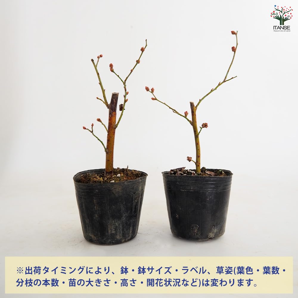 Amazon.co.jp: ITANSE ブルーベリー ブルーマル 3～3.5号 1個