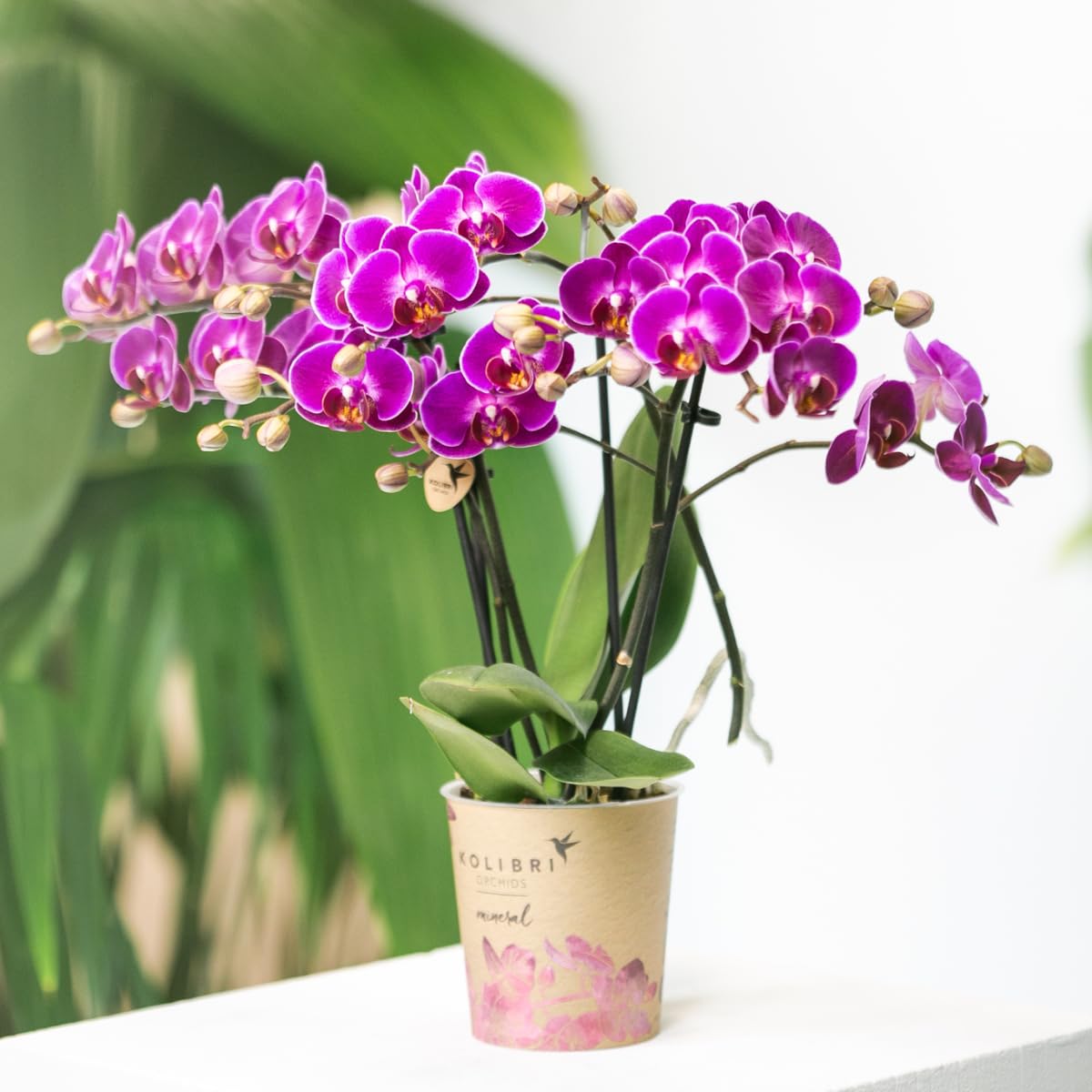 Orquídeas Kolibri | Orquídea Phalaenopsis morada - Morelia - Tamaño de maceta de 9 cm de diámetro | Planta de interior floreciente - Fresca del criador