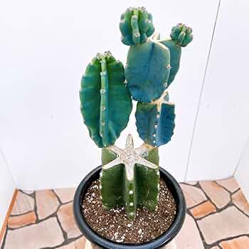 Amazon.co.jp: サボテン 柱サボテン ブランチ 鬼面角 ドライガーデン