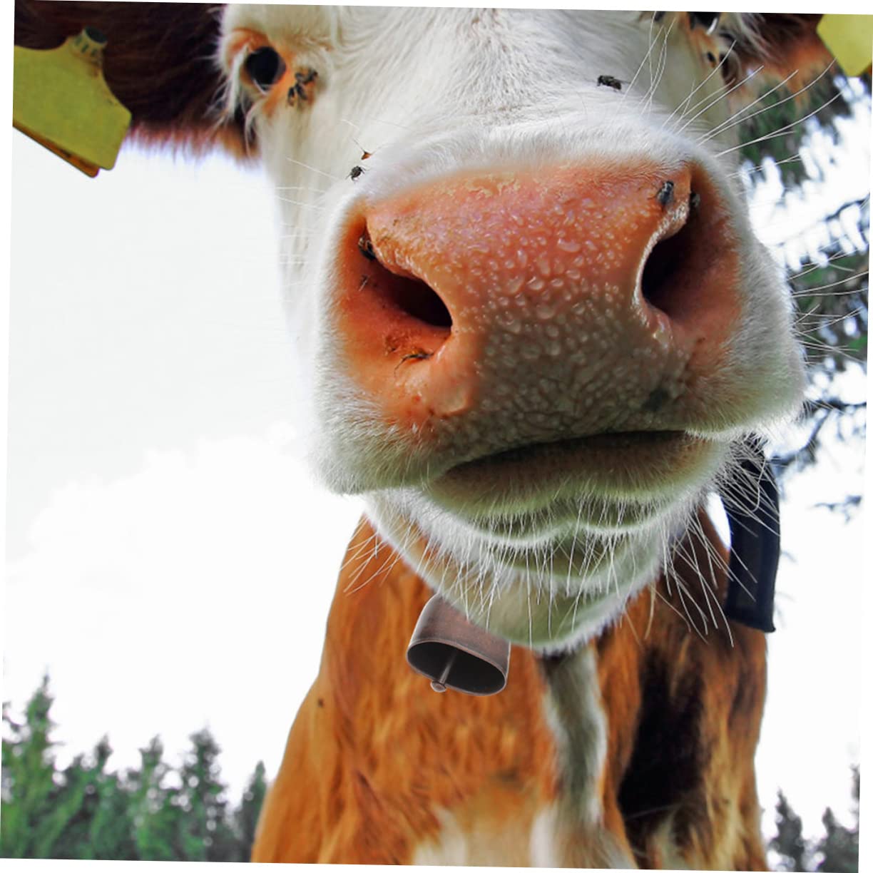 Campanelli Per Animali E Escursionismo - 4 Pezzi Con Moschettone, Design Retrò E Funzione Silenzioso - Foto 3