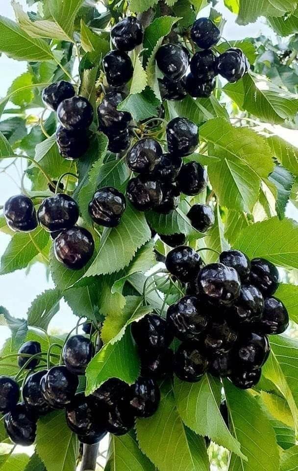 See full amazon price history chart for Sweet Black Cherry Fruit Live Plant Grafted Pack Of 1 Sweet Black Cherry Fruit Live Plant Grafted Pack Of 1 (B0D5VBKWN1) Amazon Price History, Amazon Price Tracker