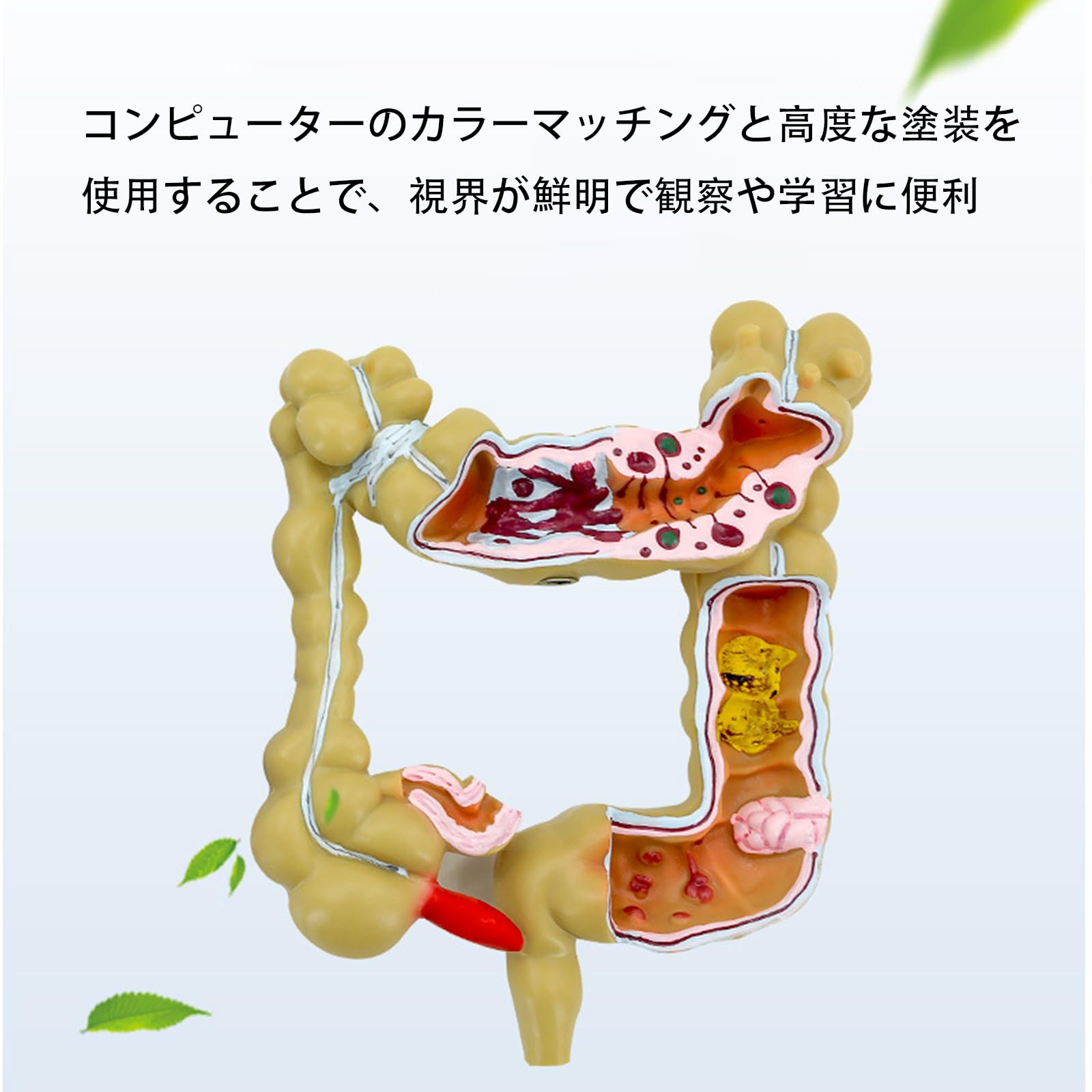 激レア❗希少❗貴重❗医学生のための臨床解剖学 医学書 掘り出し物❗ 51k6Fx4MP5L._UF350,350_QL50_.jpg
