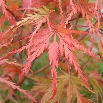 Acer palmatum 'Seiryu' Japanese Maple Deciduous Garden Shrub Plant | 9cm Pot