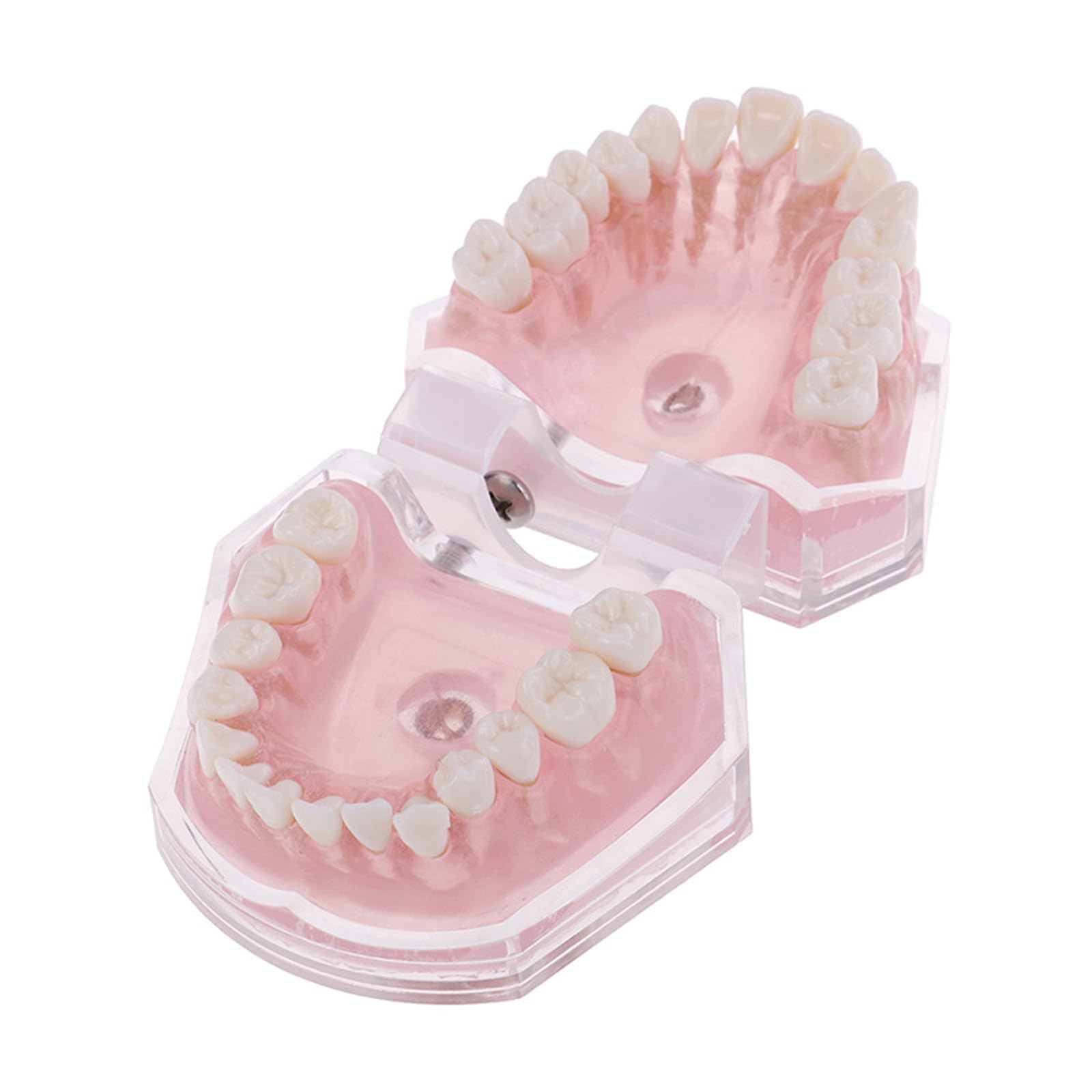 Modelo dental con dientes extraíbles, bandeja suave estándar, modelo dental extraíble, herramienta de enseñanza de materiales de laboratorio dental ideal