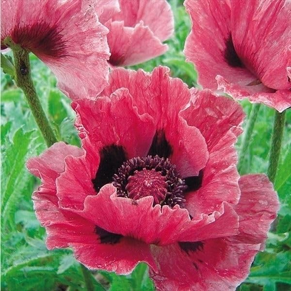 オリエンタルポピー苗 Amazon.co.jp: 花苗 オリエンタルポピー ボレロ 1株 / 国華園 25