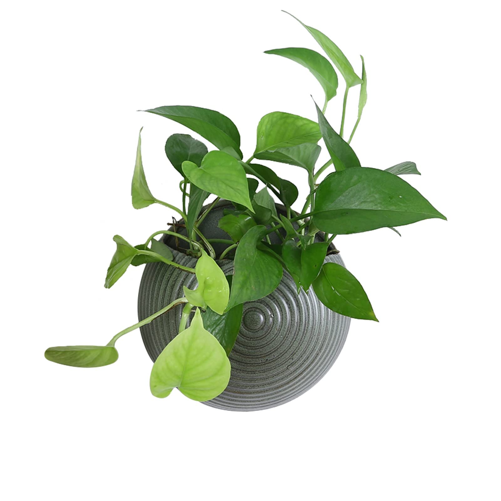 HASMI Jardiniere Balcon Planteur Mural à Suspension Ronde Planteur de Fleur d'extérieur avec Trou de Drainage céramique Plante Pot for Les Plantes suspendues Pot Suspendu Plante Interieur