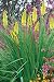 Pineapple Popsicle Dwarf Poker/ Torch Lily/ Kniphofia
