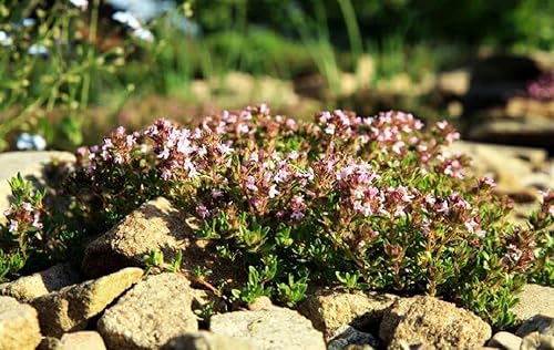 Miniatura 3 de Semillas de tomillo rastrero para plantar - Más de 1000 semillas de tomillo rastrero de mezcla planta de cobertura perenne molida
