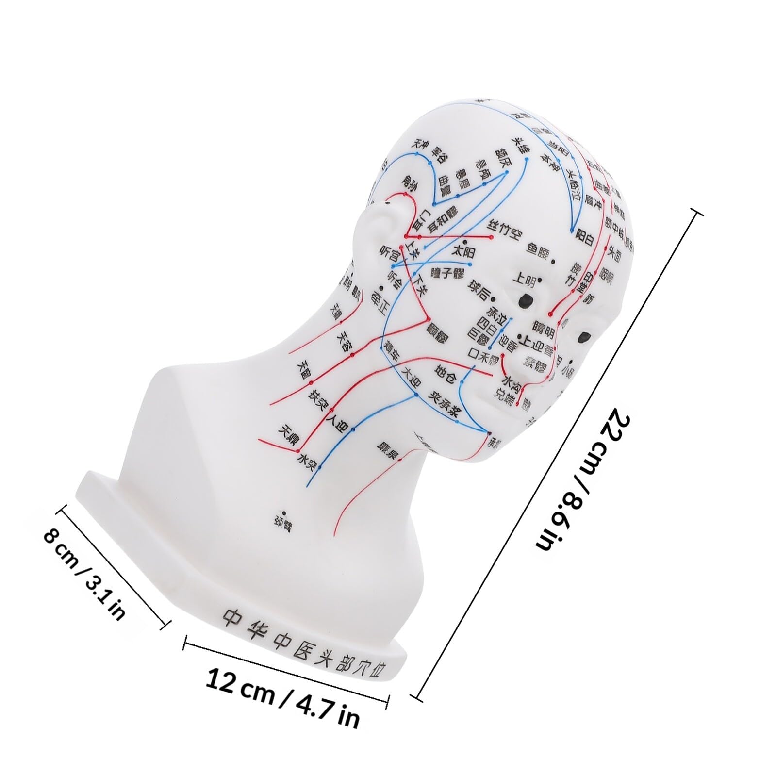 Medizinisches 20cm Akupunkturkopfmodell aus Pvc Modell Kopfmassage mit Ergonomischem Design als Lehrhilfe für Gesundheitsdemonstrationen im Klassenzimmer