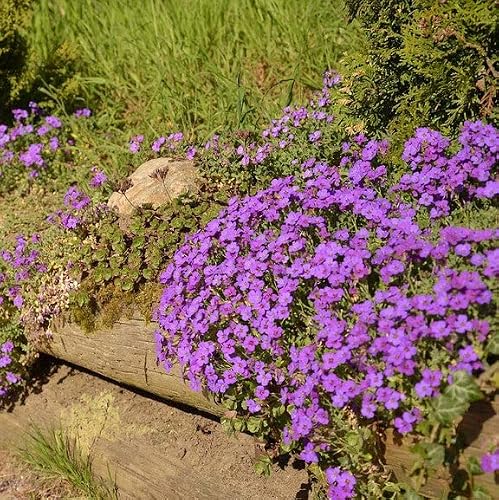 Eden Brothers Aubrieta Seeds - Whitewell Gem - Thumbnail 4