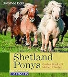 mini shetland pony reiten  Shetland Ponys: Großer Spaß mit kleinen Pferden (Rasseportrait)