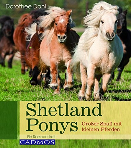 Shetland Ponys: Großer Spaß mit kleinen Pferden