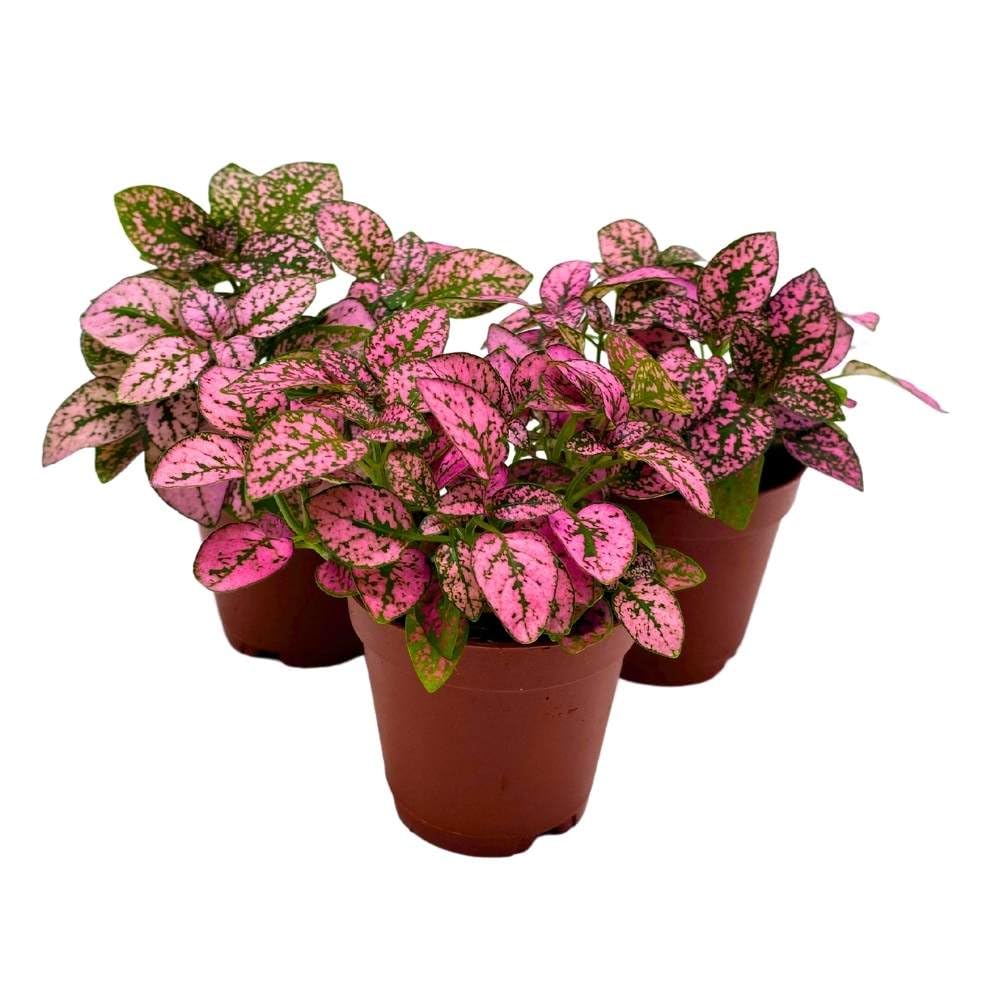BubbleBlooms Pink Hypoestes phyllostachya 2 inch Set of 3 Flamingo Polka Dot Plant Tiny Mini Pixie Plants