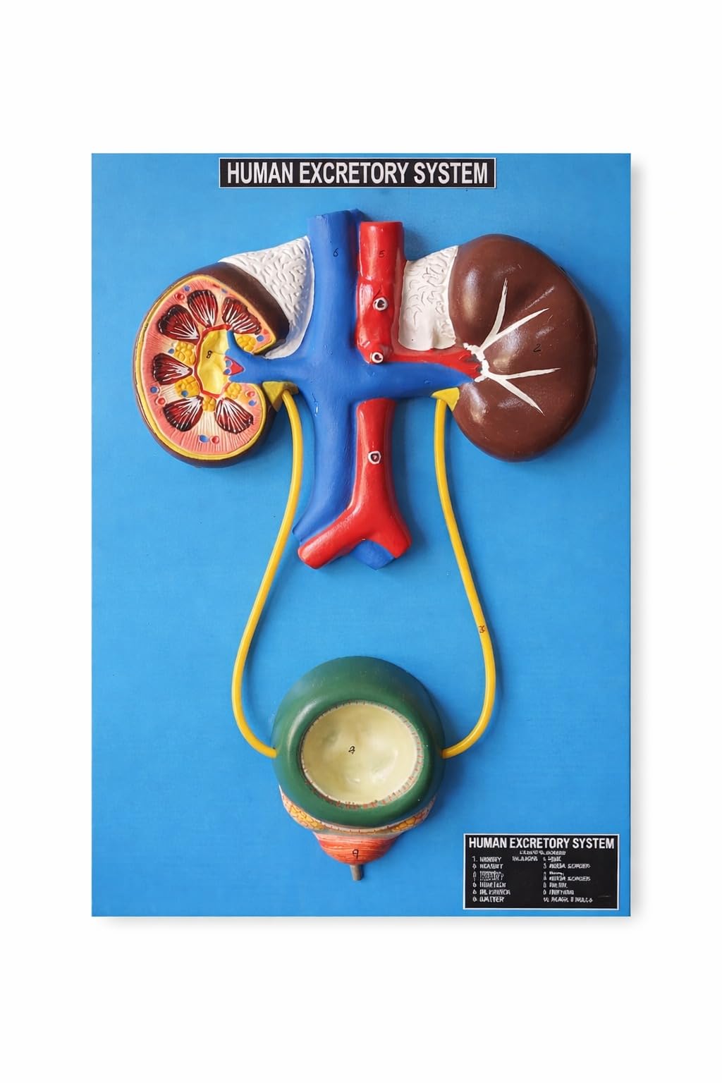 Human Excretory System Model on Base | Kidney and Bladder System For Students |