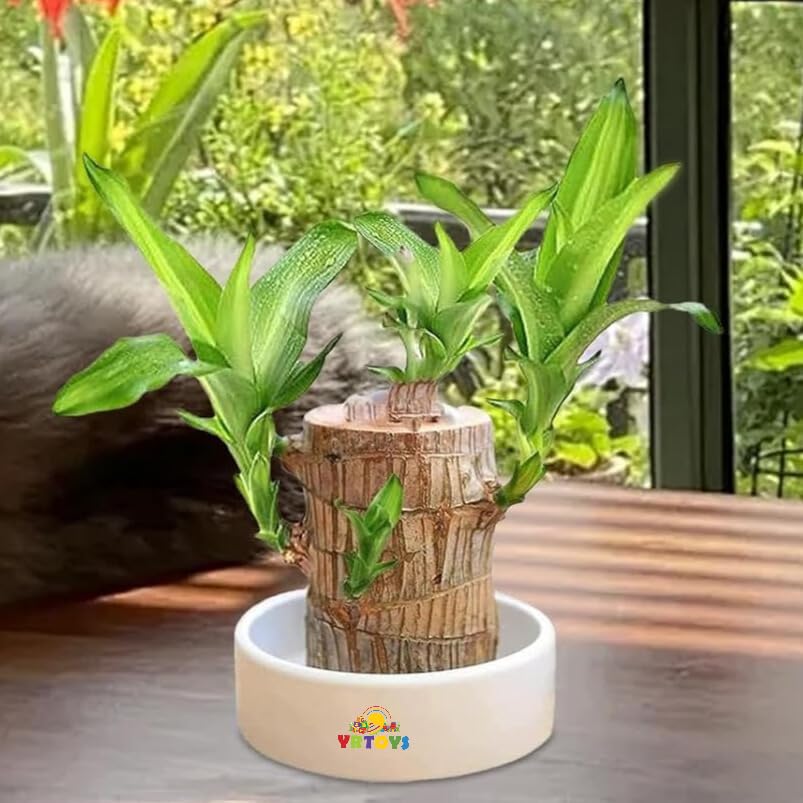 YRTOYS Bamboo Lucky Wood Good Luck Live Plant Lucky Brazil Wood Potted Plant | Healthy Indoor Live Lucky Brazilian Wood Plant for Living Room | Feng Shui Plant (without Pot pack of 1) (B0DGT52Q44) Amazon Price History, Amazon Price Tracker