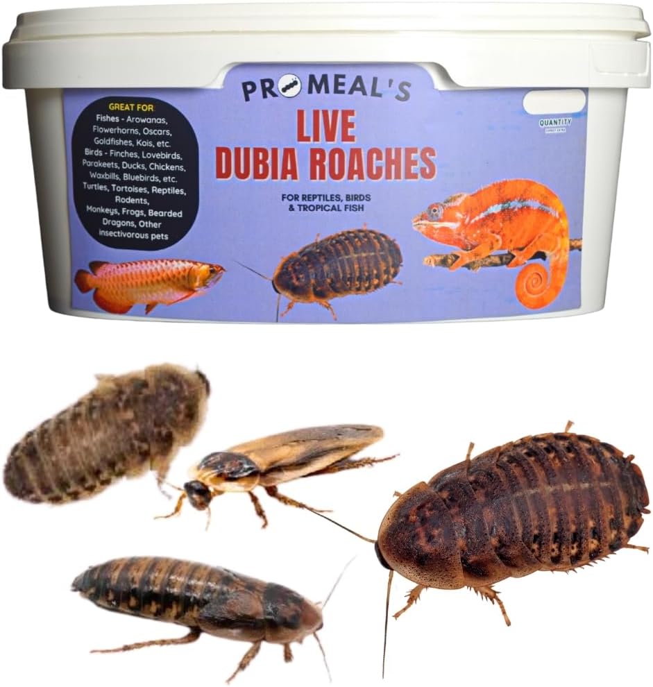 Promeal Live Dubia Roaches - High Protein Treat Food for Aquarium Fishes Like Arowana, Flowerhorn and Birds, Reptiles, Monkeys and Other Pets of All Life Stages (25)