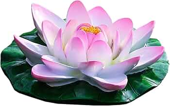 61no4RcA0OL._AC_UF350,