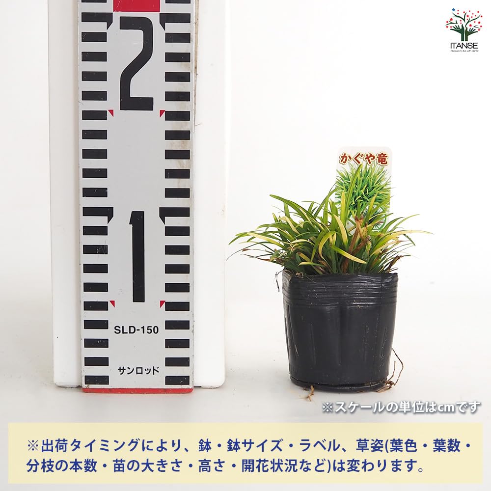 Amazon.co.jp: ITANSE 玉竜 かぐや竜 2.5号 8個セット グランド