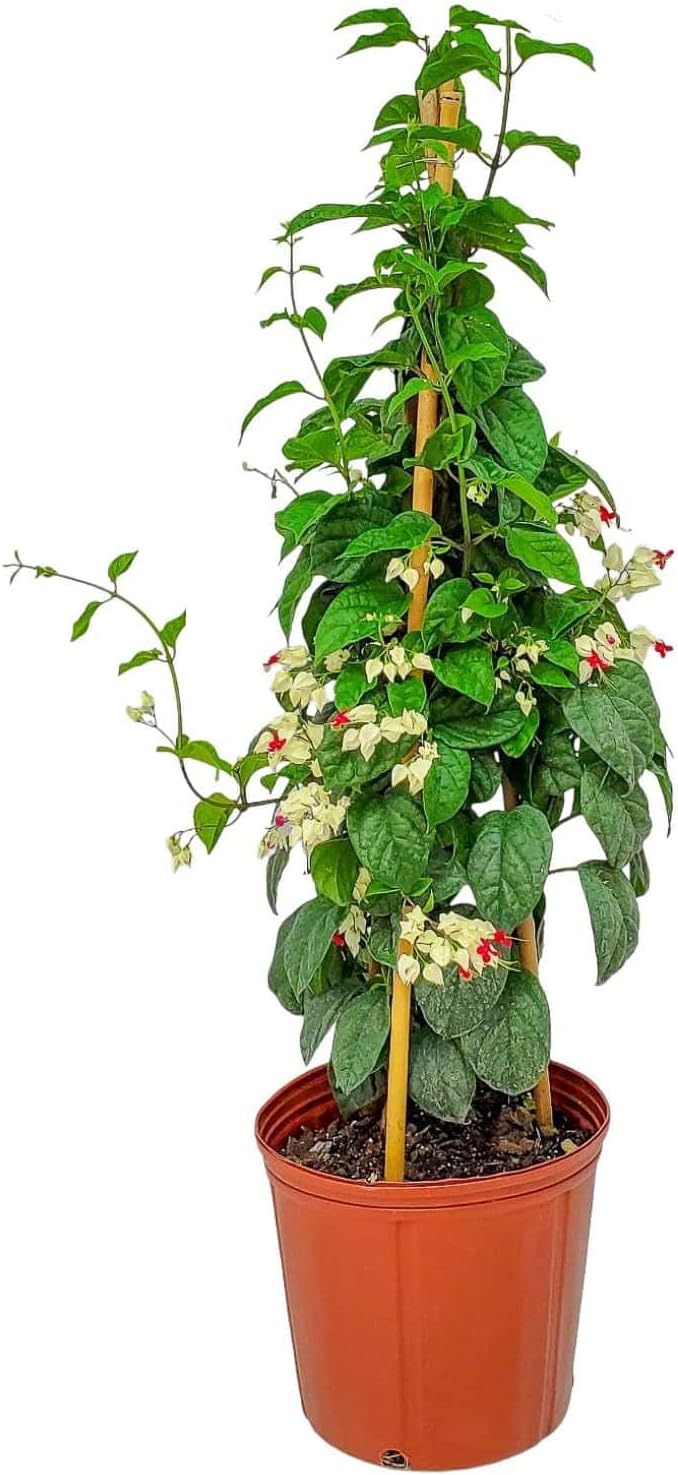 Red and White Bleeding Heart Vine on a Trellis - Live Flowering Vine Plant - Tropical Plants of Florida (Plant + Soil + Heat Pack)