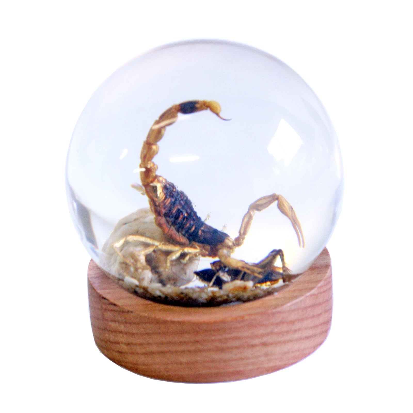 REALBUGGolden Scorpion & Cricket Globe