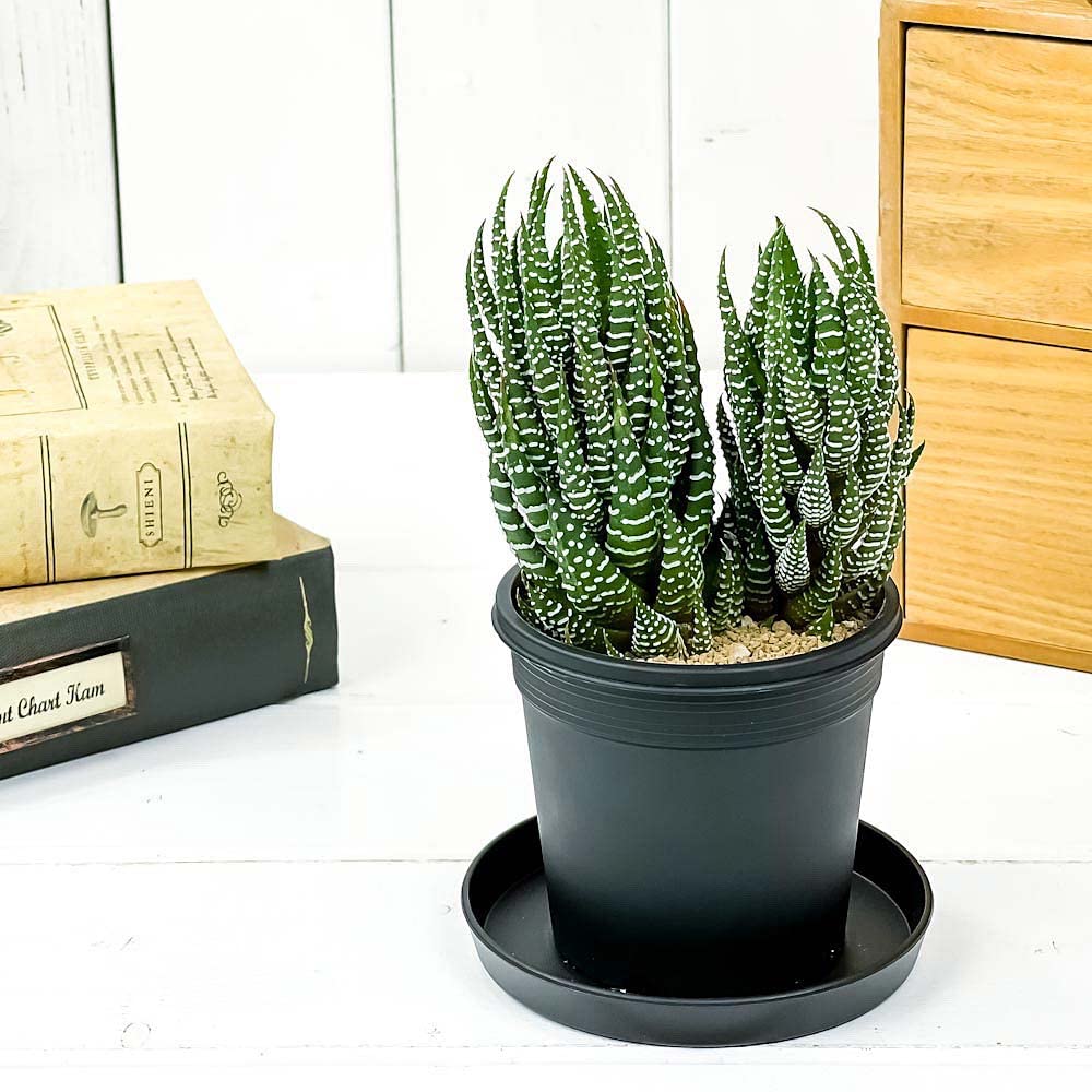 Amazon.co.jp: PLANCHU 多肉植物 ハオルチオプシス 十二の爪 じゅうに